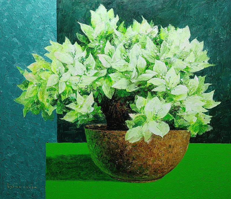 White  Bougainvillea