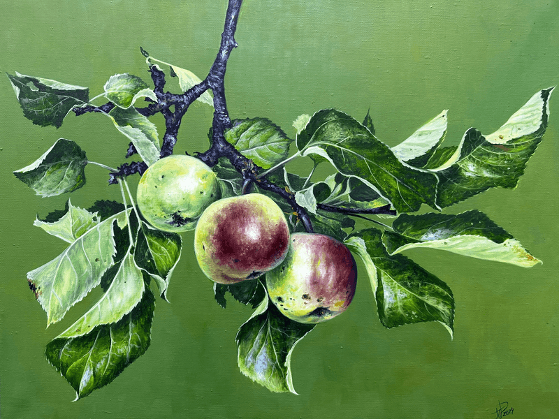 A branch with apples